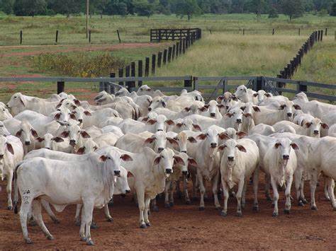 Produtores de Rolim de Moura sentem cheiro de calote no frigorífico El Toro